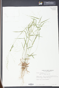 Panicum dichotomum image