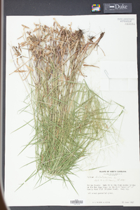 Panicum dichotomum image