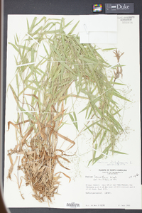 Panicum dichotomum image