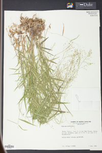 Panicum dichotomum image