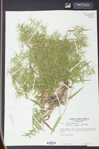 Panicum dichotomum image