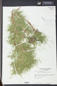Panicum dichotomum image
