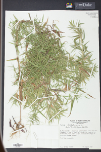 Panicum dichotomum image