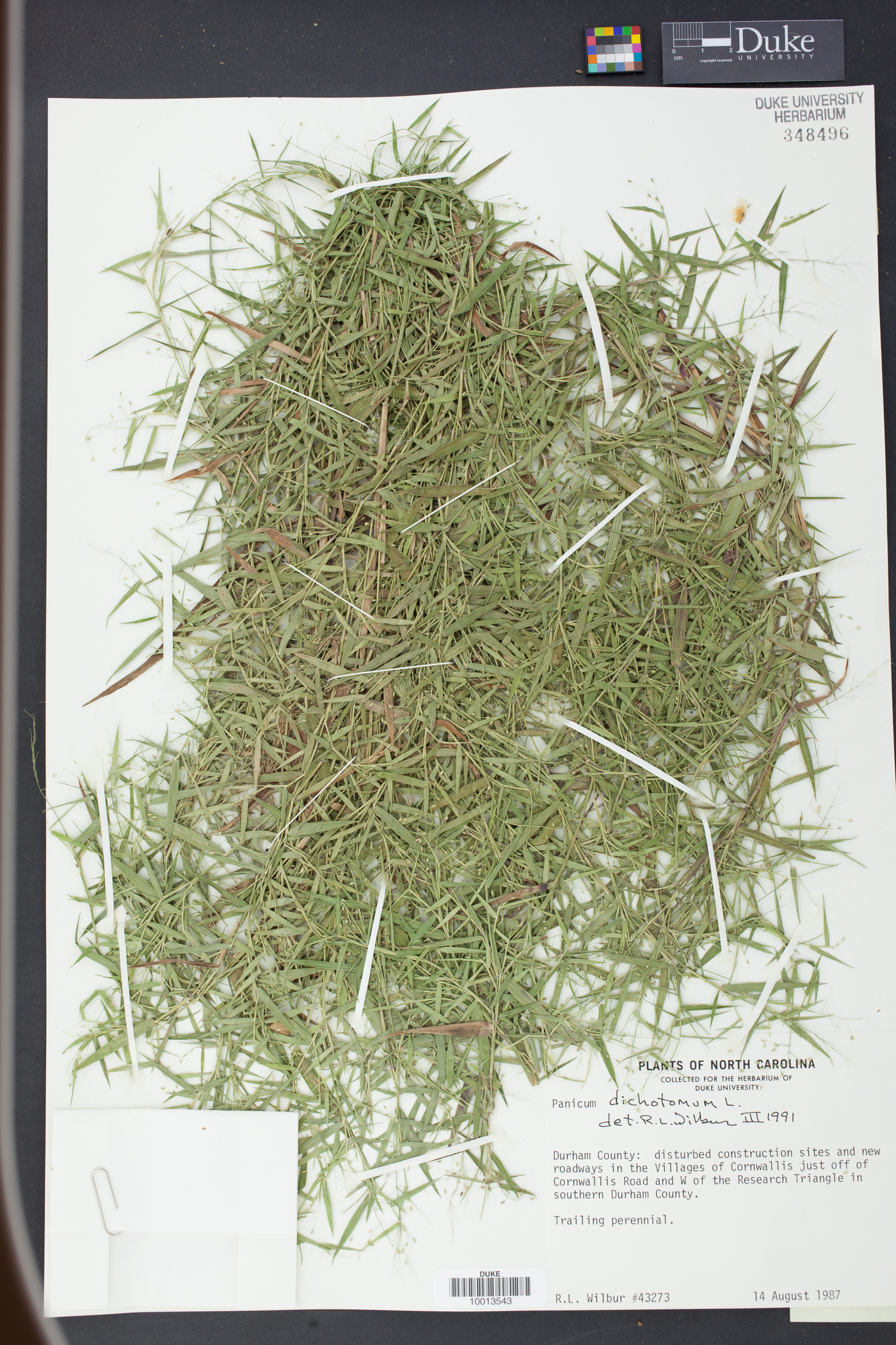 Panicum dichotomum image