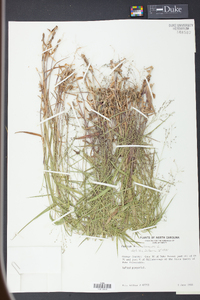 Panicum dichotomum image