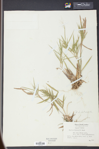 Panicum dichotomum image