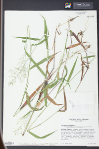 Panicum dichotomum image