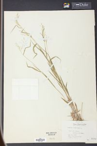 Panicum dichotomum image