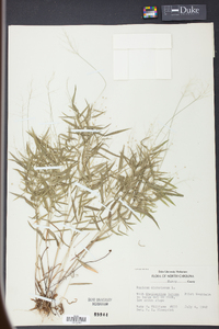 Panicum dichotomum image