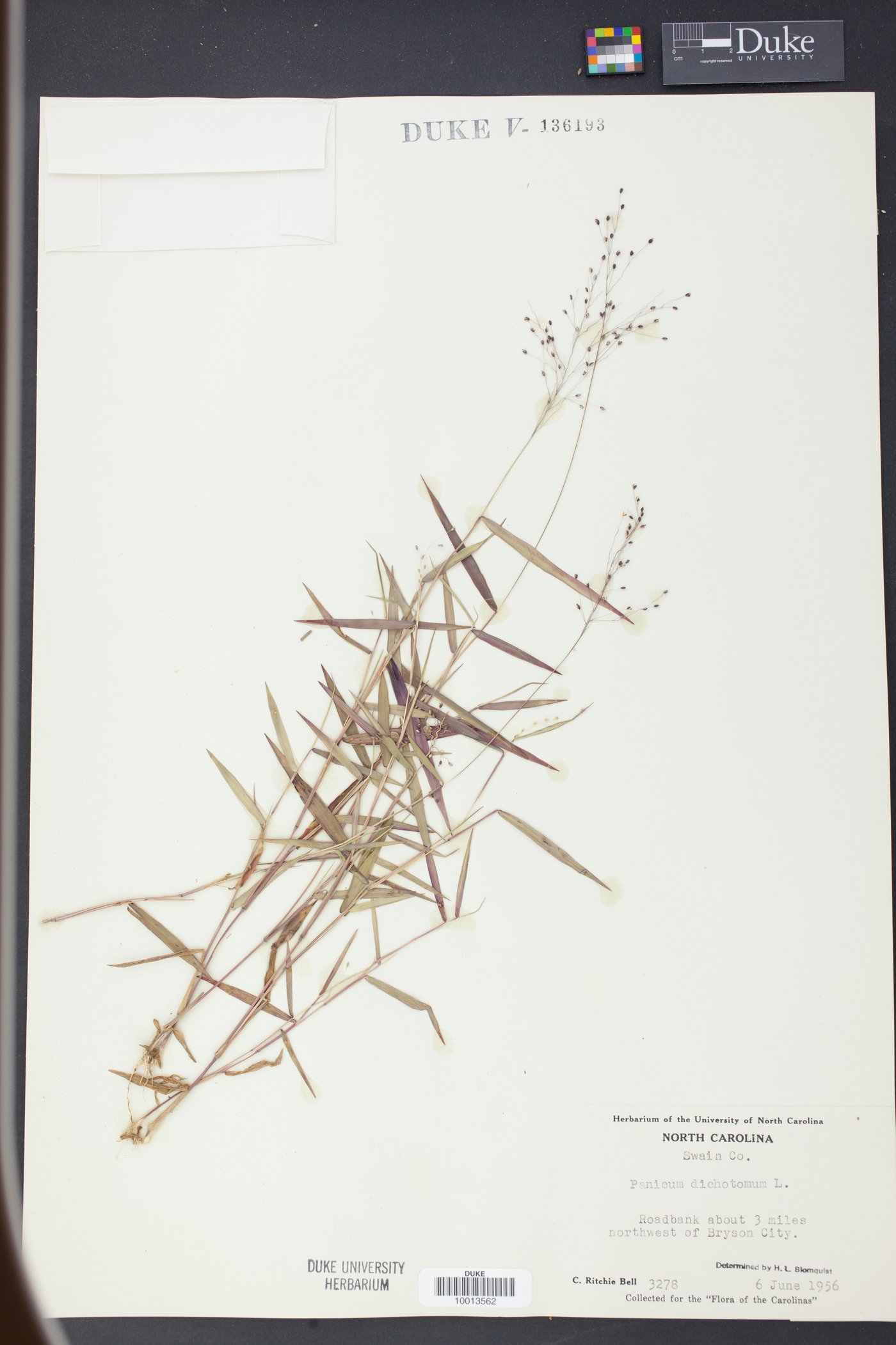 Panicum dichotomum image