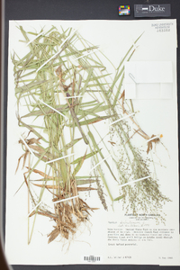 Panicum dichotomum image