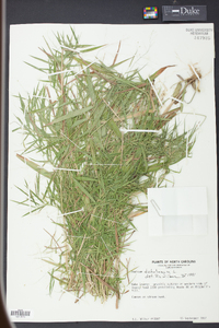 Panicum dichotomum image