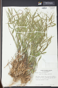 Panicum dichotomum image