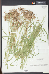 Panicum dichotomum image