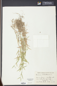 Panicum dichotomum image