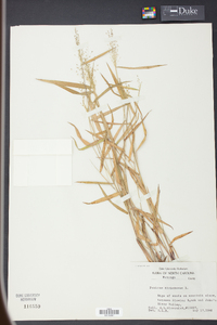 Panicum dichotomum image