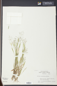 Panicum ensifolium image