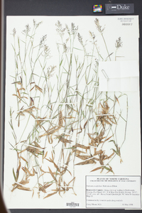 Panicum ensifolium image