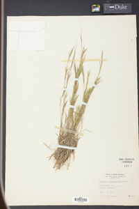 Panicum ensifolium image