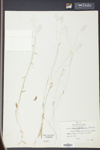 Panicum ensifolium image