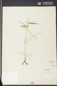 Panicum equilaterale image