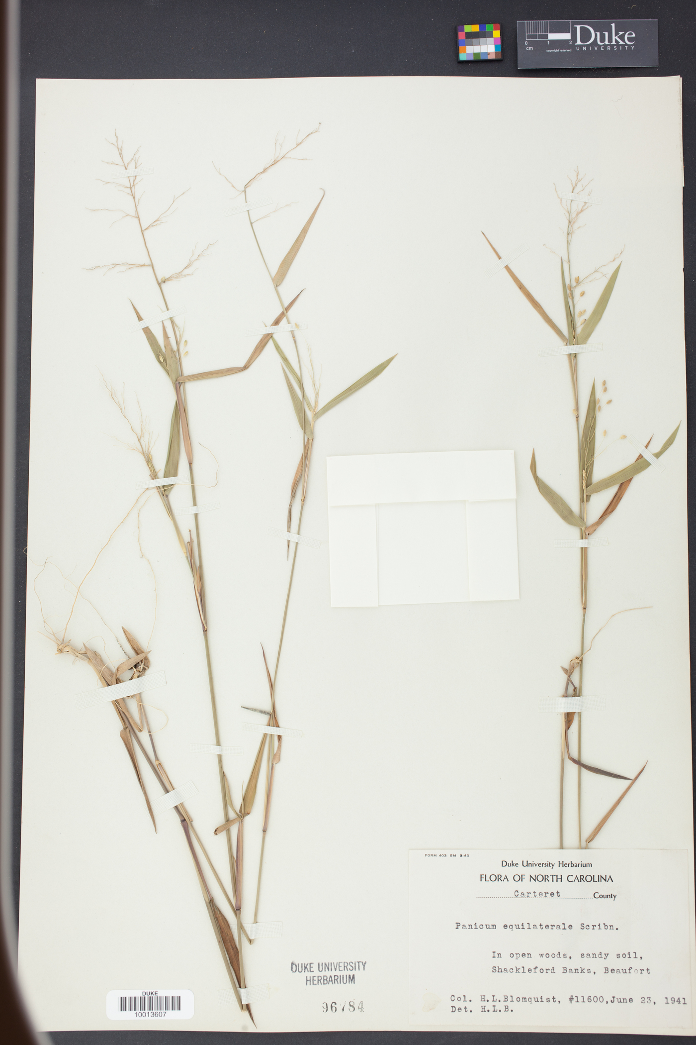 Panicum equilaterale image