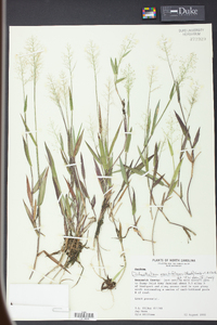 Panicum erectifolium image