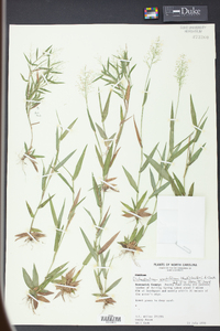 Panicum erectifolium image