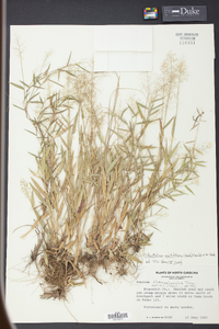 Panicum erectifolium image