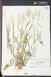 Panicum erectifolium image