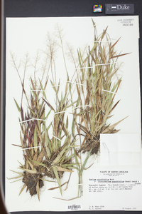 Panicum erectifolium image