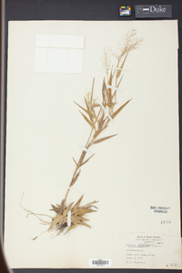 Panicum erectifolium image