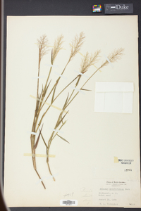 Panicum erectifolium image