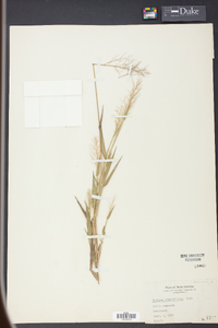 Panicum erectifolium image