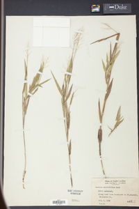 Panicum erectifolium image