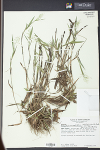 Panicum erectifolium image