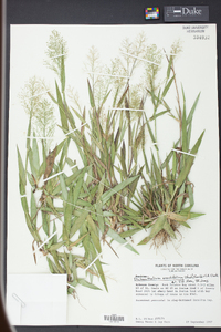 Panicum erectifolium image