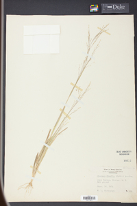 Panicum flexile image