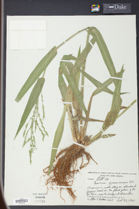 Panicum gymnocarpon image