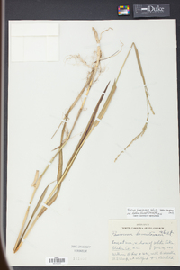 Panicum hemitomon image