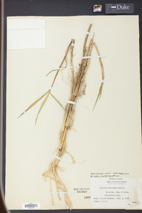 Panicum hemitomon image