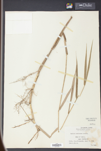 Panicum hemitomon image