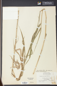 Panicum hemitomon image