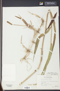 Panicum hemitomon image