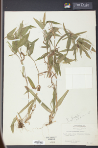 Panicum joorii image