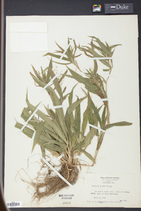 Panicum joorii image