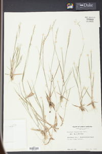 Panicum lancearium image