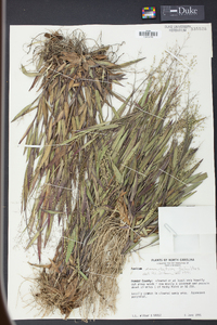 Panicum lancearium image