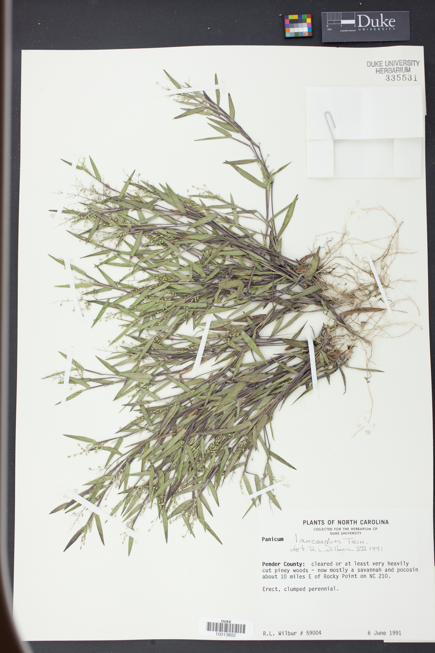 Panicum lancearium image