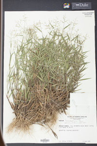 Panicum lancearium image